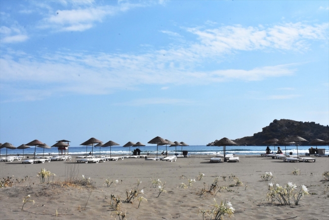 Koruma altındaki kum zambakları Akdeniz ve Ege sahillerini süslüyor